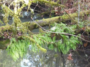 There are, of course, more ferns.