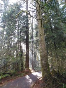 The sun breaks through the trees, reminding me time is passing.