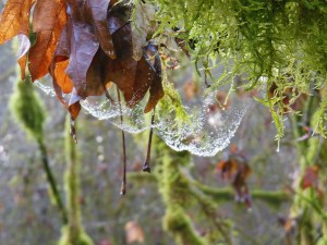 Up close, sparkling rain drops like jewels.