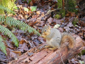 My companion while I meditate.