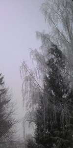 Another view of the snowy day outside my window.