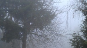 Snow, gone. Fog follows.