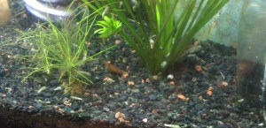 The secret life of shrimp.