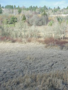 The marshy meadow beyond the window.