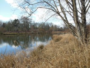 More sky, more water, more marsh.