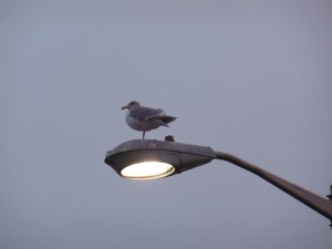 The paradoxical search for enlightenment...