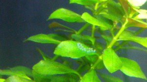 Another lovely metaphor, eggs on a leaf in my aquarium. Happy New Year.