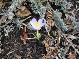 One small crocus getting a head start on spring.
