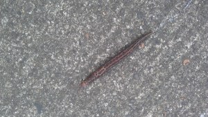 Slug life... there's probably a metaphor here. 