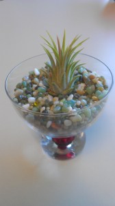 The air plant on my desk at work, a metaphor for thriving under difficult circumstances. :-)