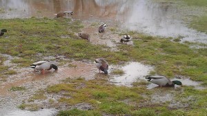 We can choose to be dismayed by circumstances, mired in our mud, or we choose differently.