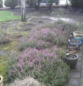 Heather. Lovely, evergreen, not what I want in that space.