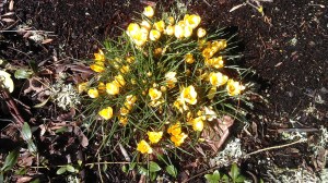 A promise of sunny days to come.