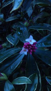 Fragrant blossoms at dawn.