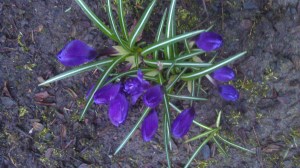 Spring in my garden.