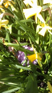 Sunlight and flowers.