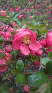 As beautiful up close as from afar.