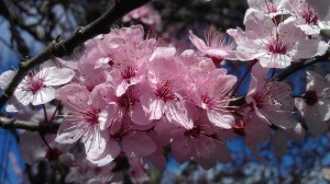 Cherry blossoms? Maybe, or some other fruit tree. A spring favorite.