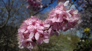 Yesterday, most of my meetings were held beneath the graceful branches of flowering trees.
