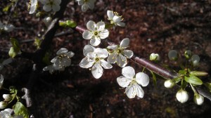 I'm rarely too rushed, these days, to pause for flowers.