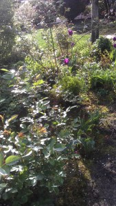 The garden on a spring morning.