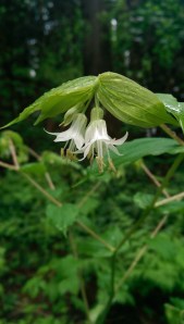 And the soft light filtered through rain and clouds made some blossoms seem luminous.