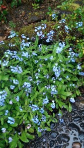 Simple flowers, a rainy day.