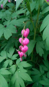 There were also flowers that hinted at love...