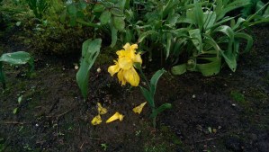 Wednesday, a bit like this.