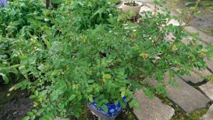 My history. "Splish-Splash" rose [Moore. 1994]  I've had this miniature, this very plant, with me since 1995. 