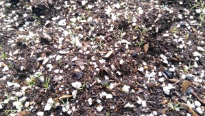 The garden is my future, as well as my now, holding my daydreams gently.  Seedlings of the California poppy border I planted this spring are just coming up now.