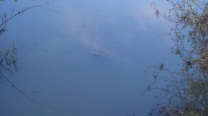 ...looking beneath the surface is revealing.