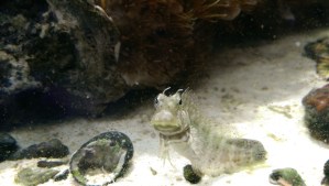 Do fish get headaches?