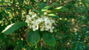 Spring, simple, and sufficient.