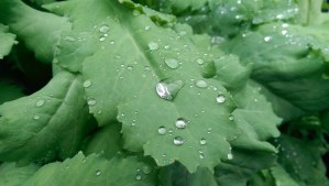 A single raindrop doesn't say much about the weather.