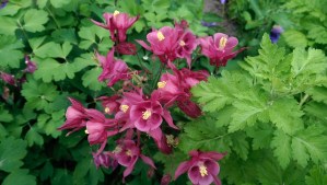 The loveliness of spring is, whatever else may also be.