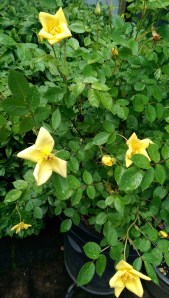 In general, life is quite lovely.