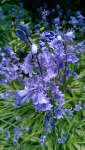 Perspective. Mindfulness. Sufficiency. Savoring the small delights more than I rail about the disappointments makes an important difference.