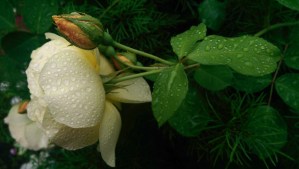 In the midst of pain, there is still beauty.