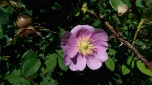 The wild roses were in bloom, pretty much everywhere.