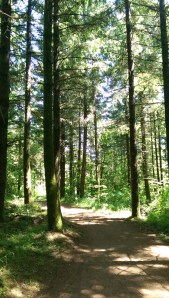 ...sun-dappled trails...