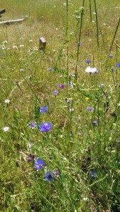 ...and lovely expanses of meadow filled with every possible wildflower. 