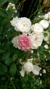 The loveliness of individuality.