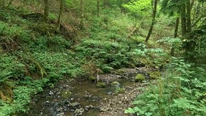 The sounds of this playful creek followed me everywhere, distancing me from everyday stress, noise, and distractions.