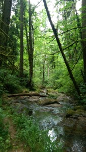 The path brings me alongside the creek several times.