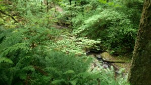 The morning was a green wonderland.