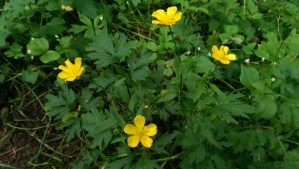 There were more flowers than people, which seemed a pleasant balance.