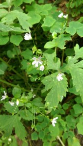 A small commonplace flower, taken singly, has little impact on my senses.