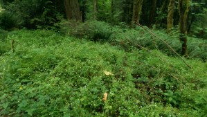 A hillside covered with tiny white flowers dominates my view.