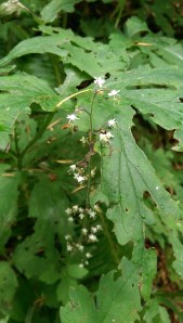 There were plenty of small white flowers with which to make the point.